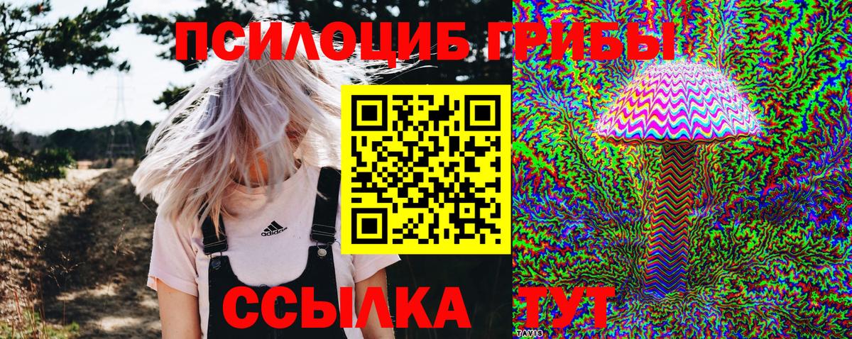 Галлюциногенные грибы Psilocybine cubensis Коряжма