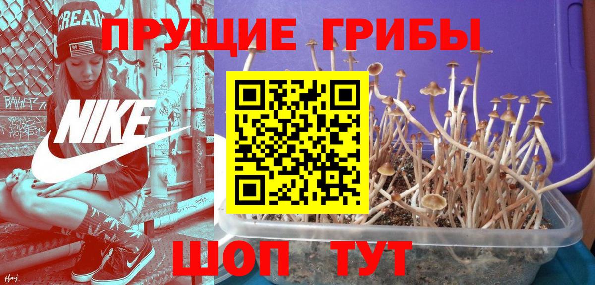 Псилоцибиновые грибы GOLDEN TEACHER  Псилоцибиновые грибы прущие грибы  Коряжма  Вход с VPN 